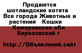 Продаются шотландские котята - Все города Животные и растения » Кошки   . Кемеровская обл.,Березовский г.